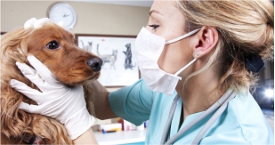 Врачи-ветеринары